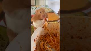 guinea pig eating spaghetti