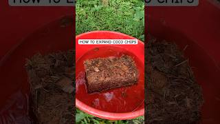 How to expand coco chips | time lapse video of coco chips | read caption for details #asmr #plants