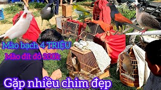 CHỢ CHIM GẶP TỔ CHÀO MÀO BẠCH NON 4 TRIỆU CỦA VŨ NUÔI GIANG TÀU