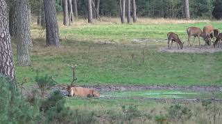 Edelhert in de poel 09 30