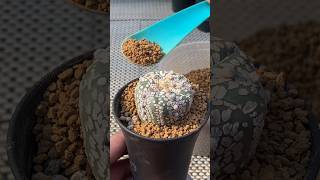 Cactus Tip | How to apply top dressing? #astrophytum #cactus #cactuscare