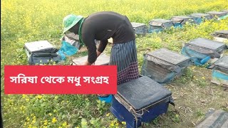 সরিষা ফুল থেকে মধু সংগ্রহ ( Collection of honey from mustard flowers ) #vlog