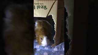 More guinea pig fun part 4