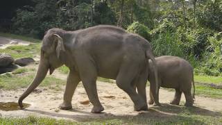 Elephant Conditioning: Treats for Elephants in Singapore