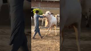 dangerous jumps 🐂🐂 #viral #foryou #qurbanistatus #youtubeshorts