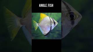 types of fishes#fish lover#shorts #viral