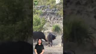 Buffaloes Rescue Baby Elephant from Lions👍 #short #animal #tulowild #buffalo