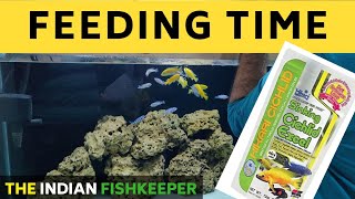 Feeding My Malawi Cichlids | Feeding Frenzy