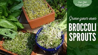 Grow your own broccoli sprouts