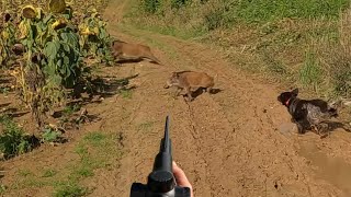 CHASSE EN BATTUE - DES SANGLIERS DE PARTOUT !