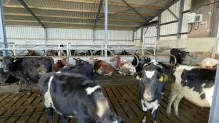 TRAINING HEIFERS TO LAY IN CUBICLES