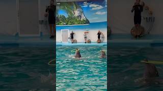 Dolphins Spinning Hula Hoops! #shorts #dolphin #show #phuket #thailand