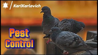 PEST CONTROL - ЗЕРНОТОК | PIGEONS ARE PESTS ON THE GRANARY