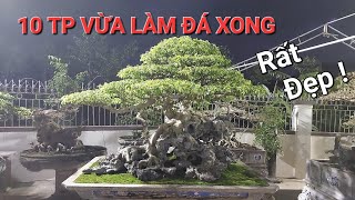 CHIÊM NGƯỠNG 10 TP VỪA LÀM ĐÁ xong CỰC ĐẸP - ai nhìn cũng mê * vườn Bonsai ĐỨC HUY *.