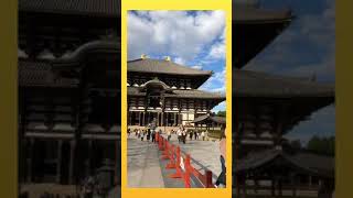 Nara park|Todaiji Temple | Japan sightseeing |Beautiful Japan| Best place in Japan| Deer park