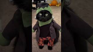 Black cat dressed up as Frankenstein #Halloween #October #Cat