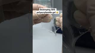 Destroying SDS polyacrylamide gel #biochemistry