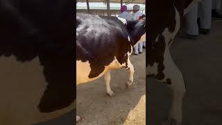 Cow #farmer #animals #farming #calf #farming #music #rap #newmusic #viral #cow