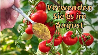 MUSS DIESE MISCHUNG IM AUGUST VERWENDEN II  Kurkuma und Milch tomaten dünger