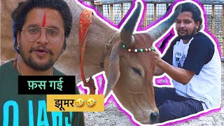 लालच में फ़स गई बीचारी झूमर।🤣🤣#baawalechorevlogs #cowvlog #dailyvlog #baawalechorecows #jhumar