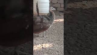 peacock dancing