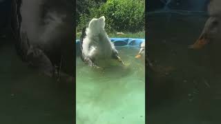 Snickers goes upside down in the water! #shorts #geese #goose #Adorable #cute #water #happy