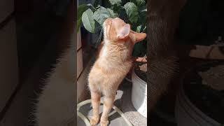 Komik Kedi #cat #cute