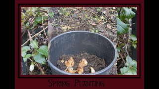 Spring Planting at Imbolc