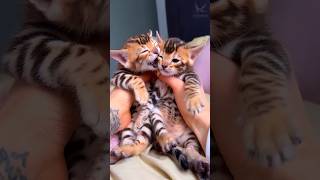 পোষা বিড়াল Cute Bengal Cat #cat #catlover #kitten #বিড়াল