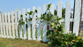 White washing the fence. #itsthelittlethings, #oddlysatisfying , #paintingthefence,