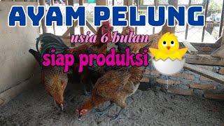 AYAM PELUNG USIA 6 BULAN