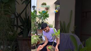 Chori ❌ Pyaar ✅ #flowers #trending #youtube #gardening #plants