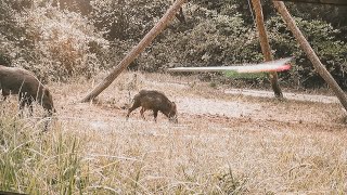 Bogenjagd auf tagaktives Schwarzwild. Welchen Bogen nutze ich dafür und warum?