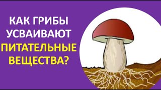 6. Как грибы усваивают питательные вещества?