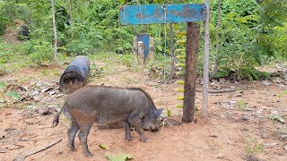 Primitive Technology - Build Best Wild boar Trap To Catch Wild boar #wildanimals #shorts