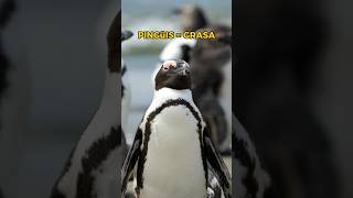 El Misterioso Origen de la Palabra Pingüino 😟