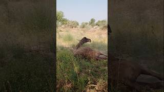 Camels are lying on the ground and coughing #camellife #camel #shorts #nature