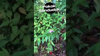 Manfaat Pokok Senduduk #subscribe #senduduk #pokok  #short #tumbuhan #tumbuhanherbal