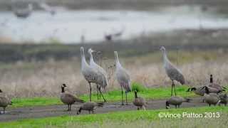 Sandhill Cranes Eat, Dance and Fly in Oregon and Washington