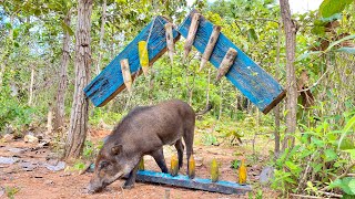 Best Quick Powerful Wild Pig Trap Make By Sick pieces #shortvideo #wildpig #WildboarTrapping