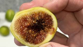 Edible Wild Figs!