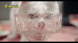 Adorable Fluffball Escapades: Cute Cat Compilation!