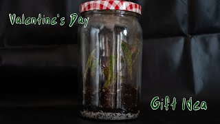 VALENTINE'S DAY GIFT IDEAS PART 2 | terrarium diy,  begonia amphioxus