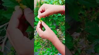 how to grow karela(bitter gound) small bud to  pollination to healthy fruit