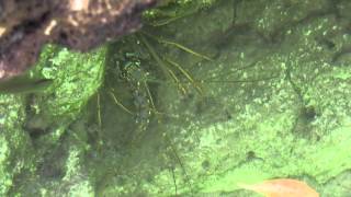 Spiny Lobster #2