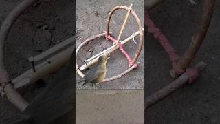 Pigeon trap | Creative bird traps | bird trap| pora video #shorts #youtubeshorts