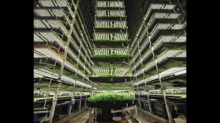 The Future of Urban Farms With Vertical Farming Get Involved | MKULIMATODAY.COM