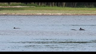 Harbour porpoises, Middelfart Denmark. May 2024