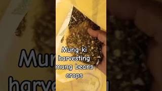 Mung ki daal ki harvesting and packing/mung beans crops is ready/healthy food 🥝 mung farming#shorts