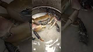 Giant Crab Nahuli sa Baha #giantcrab #crab #trending #viral